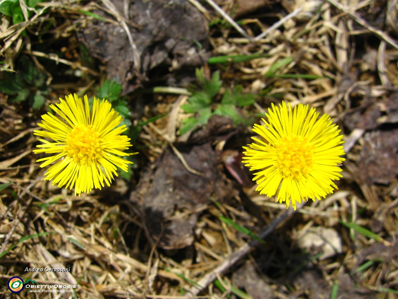 04 fiori all'Alpe Giumello.jpg